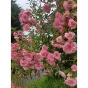 Rosier couvre-sol Rose d'Annecy® Adafetap n°2