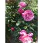 Rosier buisson Rosemantic Pink® Sauvalet