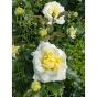 Rosier buisson La Rose de Bretagne® Adareflixa