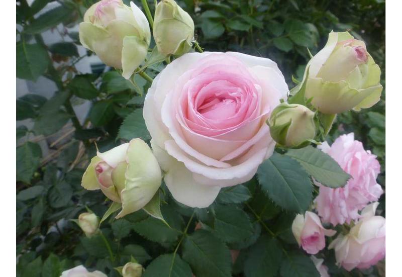 Rosier Pierre de Ronsard® - Les Roses de la Côte d'Emeraude