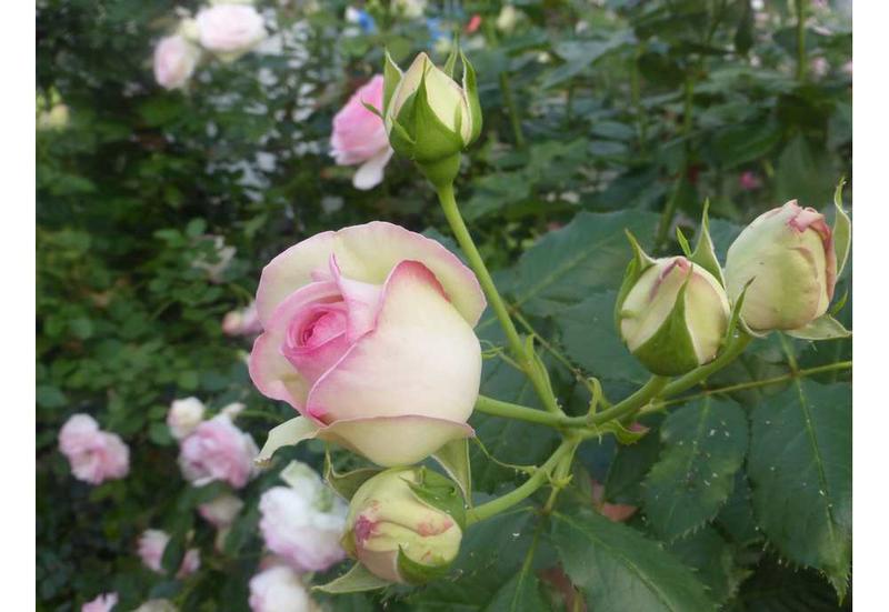 Rosier Pierre de Ronsard® - Les Roses de la Côte d'Emeraude