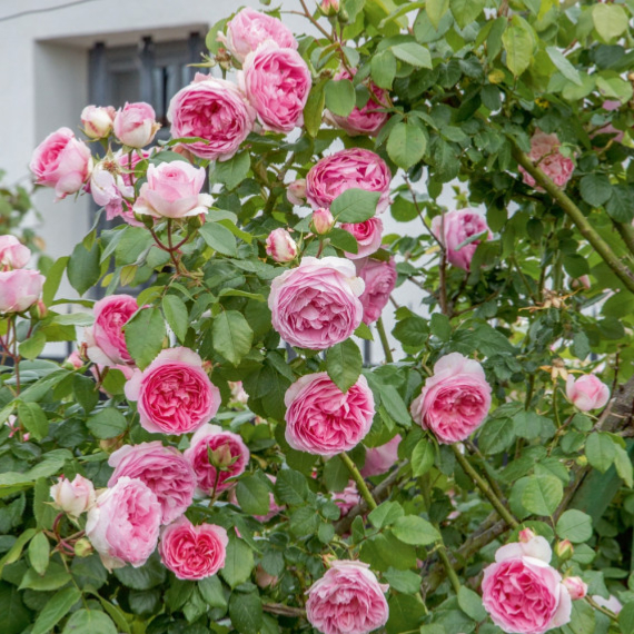 Rosier Mini Pierre de Ronsard® - Les Roses de la Côte d'Emeraude