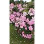 Rosier arbustif Rush Rose NIRP® Lenmobri