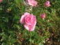 Rosier buisson Rose de Rennes® Adarhos