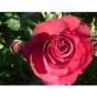 Rosier buisson Rosemantic Red® Nirpren